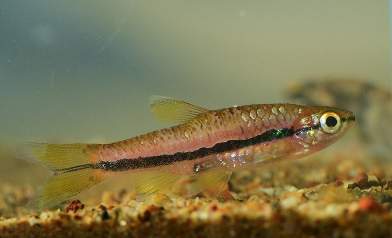 Brilliant rasbora / Longband rasbora (Rasbora einthovenii)