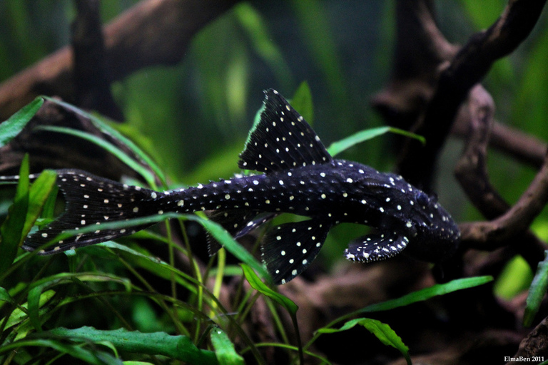 Elfenwels (Acanthicus adonis)