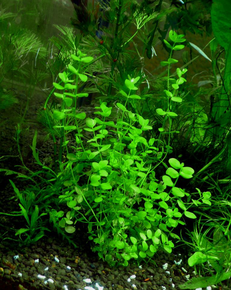 Micranthemum umbrosum